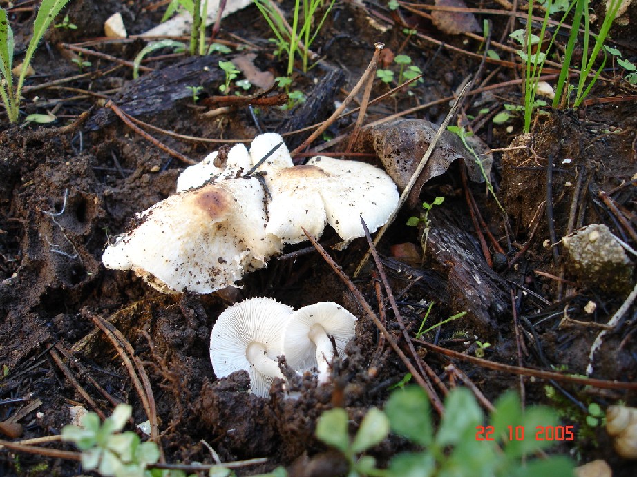 Tricoloma fracticum, Agrocybe pediades?,Clitocybe alexandri?